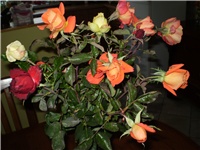 26a1003c-Picture 3546.jpg